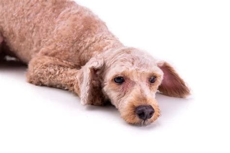 12 Reasons Poodles Get Bald Spots And How To Help Poodle Report