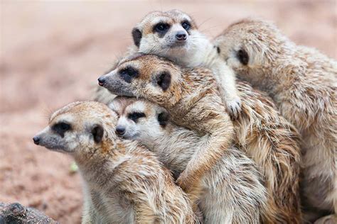 Meerkats In Zoos Dont Put As Much Effort Into Social Niceties New