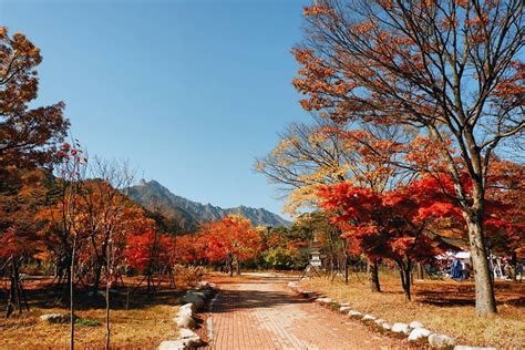 Top 18 Mùa Lá Đỏ Ở Hàn Quốc Mãn Nhãn Ngắm Mùa Lá đỏ Hàn Quốc Tuyệt đẹp