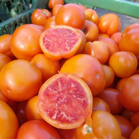 Orange Tomato Zlatava 10 Heirloom Vegetable Seeds Red Inside Etsy Canada