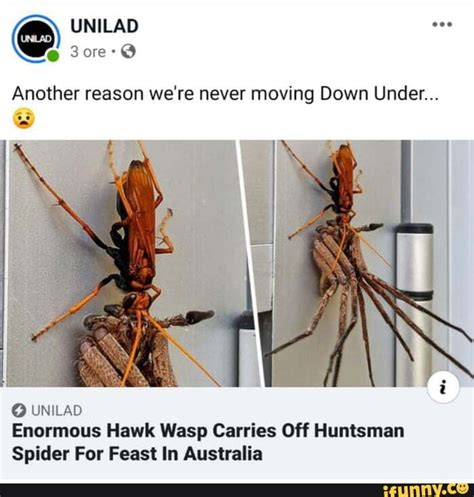 O Unilad Enormous Hawk Wasp Carries Off Huntsman Spider For Feast In Australia