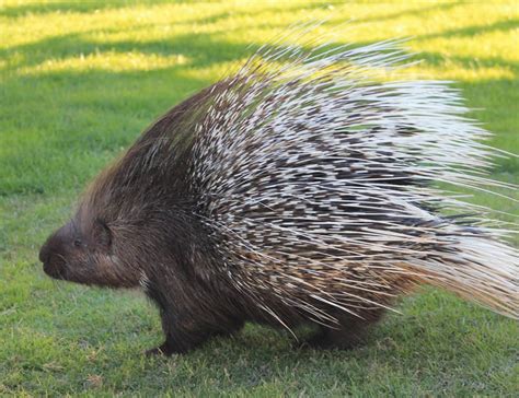 13 Porcupine Facts About These Prickly Rodents