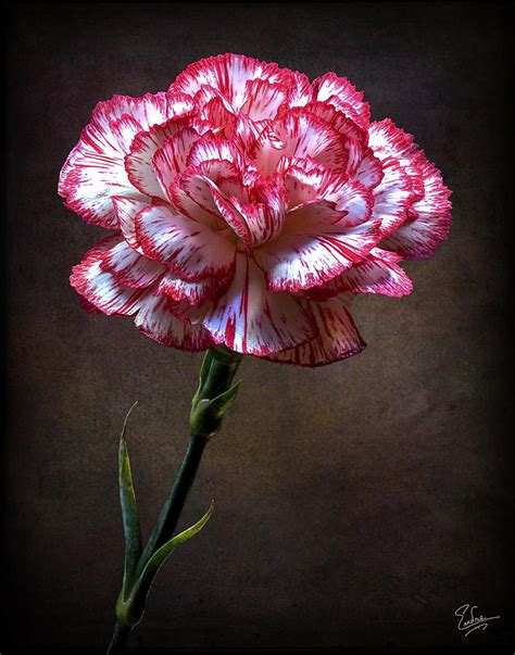 Carnation Photograph By Endre Balogh