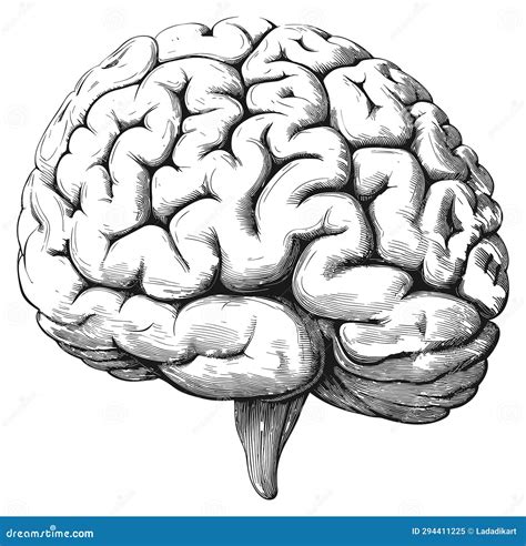 Brain Sketch Science Woodcut Antique Human Body Head Brains Drawing