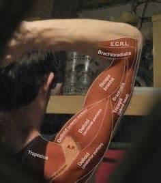 Muscle anatomy for massage therapists. Muscles , 6 Muscular System Pictures Labeled : Anatomy ...