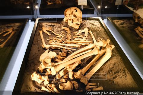 屈葬された縄文時代の人骨の写真・画像素材 4377279 Snapmart（スナップマート）