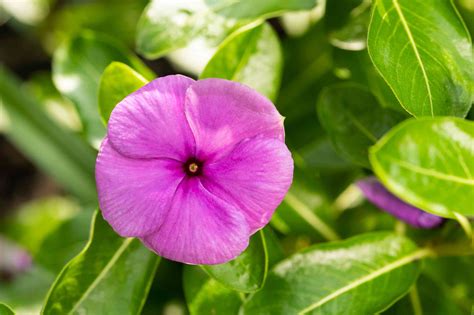 Alibaba.com offers 1743 vinca flower products. Growing and Caring for Annual Vinca