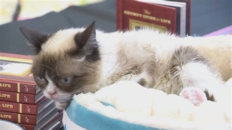 Grumpy Cats Arizona Fans Mourn Frowny Felines Death Youtube
