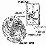 Cell Animal Plant Cells Science Parts Label Worksheet Labeled Functions Labeling Coloring Grade 5th Unlabelled Components Their Plants Simple Sd23 sketch template