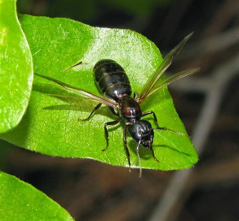 Bug Eric Flying Ants