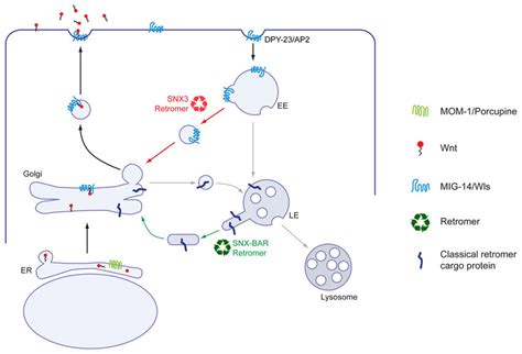 The Wnt Secretion Pathway Wnt Is Lipid Modified In The Er Most Likely