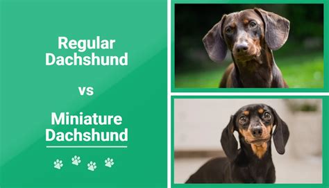 Dachshund Vs Miniature Dachshund The Differences With Pictures Pet