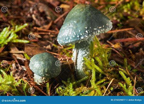 A Closeup Of Stropharia Aeruginosa Commonly Known As The Verdigris