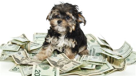 This Is How Much It Really Costs To Own A Dog Per Year