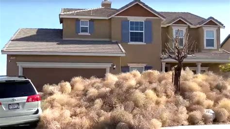 terrifying tumbleweeds take over california city trapping residents inside homes huffpost uk news