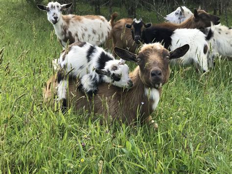 The Dancing Goat Farm Story – Dancing Goat Farm
