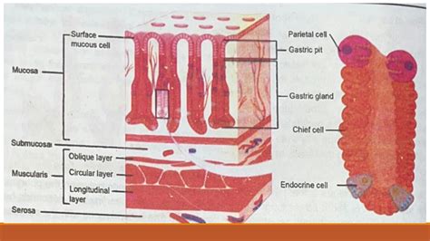 Solution Human Digestive System Oral Cavity Studypool