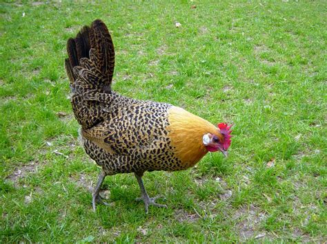 Backyard chicken company brings you the very best grilled & fried chicken in town. Chicken Breeds Ideal for Backyard Pets and Eggs ...