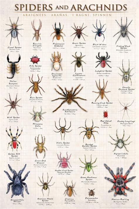 Spiders Arachnids Posters Allposters Arachnids Spider