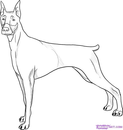 These are suitable for preschool, kindergarten and first grade. How To Draw A Doberman by Dawn | Dog drawing, Animal ...