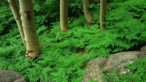 Forests Forests Green Ferns Fern Nature Trees Plants Forest