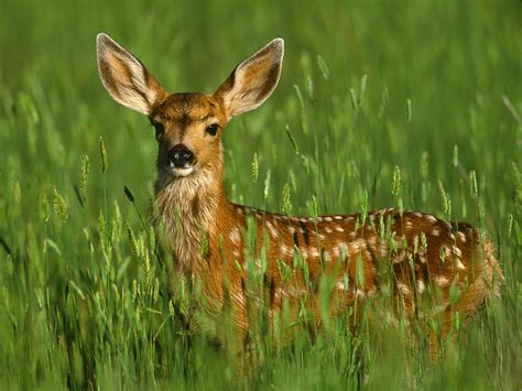 Deer Wildlife Info Facts And Photos The Wildlife