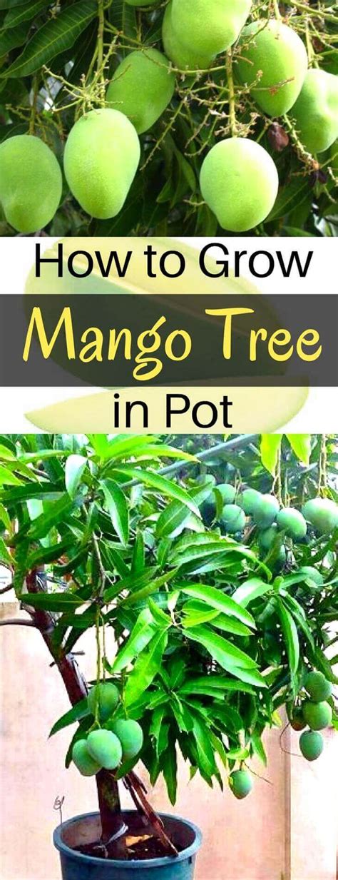 How To Grow Mango Tree In Pot Home Gardeners