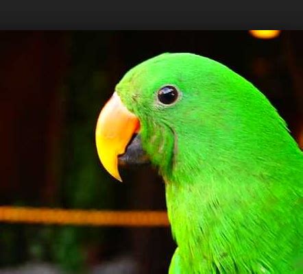 Pusat dan gudangnya informasi yang bermanfaat beberapa gambar via kumayangjati.blogspot.com. 15 Koleksi Gambar Burung Kakak Tua yang Paling Unik Dan ...
