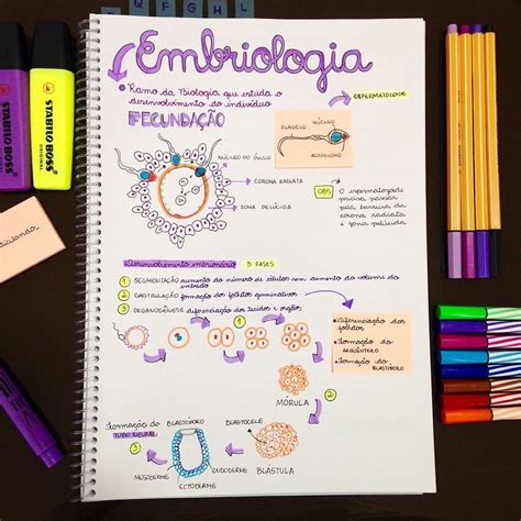 Embriologia Humana Mapa Mental