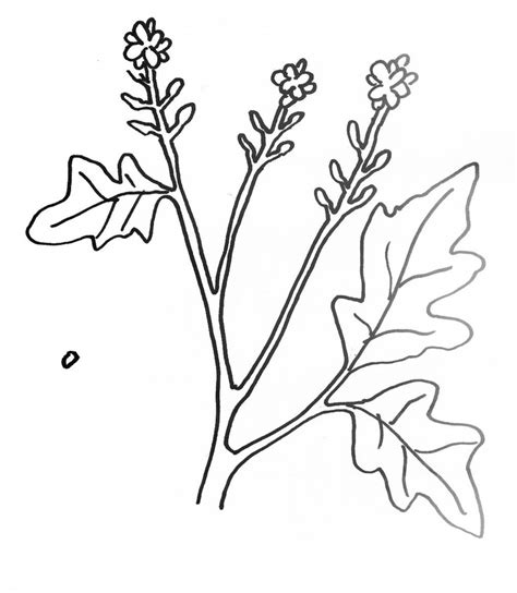 Mustard Seed Tree Black And White Clipart Clipart Suggest