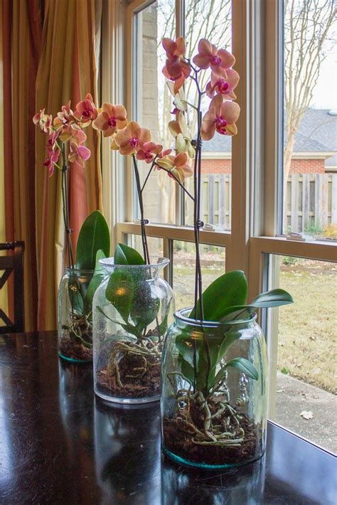 Orchids Under Glass Indoor Orchids Plant In Glass Orchid Plant Care