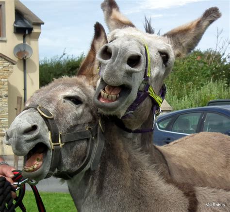 Most Funny Donkey Face Pictures That Will Make You Laugh