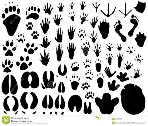 Animal Tracks Stock Vector Illustration Of Footprint