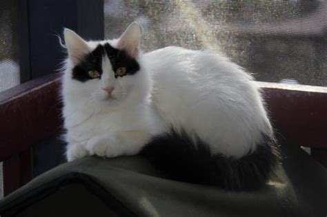 Join millions of people using oodle to find kittens for adoption, cat and kitten listings, and other pets adoption. Black Turkish Van | Turkish Van Cat Breeder & Swimming ...