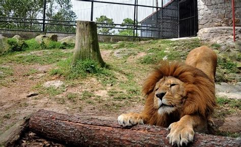 Zoológico En El Picacho Reabre Sus Puertas Tras Más De Un Año Cerrado