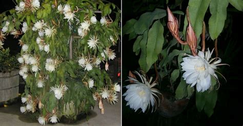 Collon states, no definite connection with ereshkigal can be made as she has no known iconography: Epiphyllum oxypetalum (Queen of the Night) | World of ...