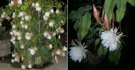 Show it off in a hanging basket and allow the long stems to cascade over the pot. Epiphyllum oxypetalum (Queen of the Night) | World of ...