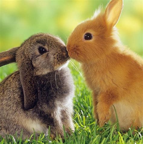 Bunnies Kissing