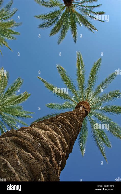 Palm Trees California Palm Tree S Ca Fan Palm Native California Palm