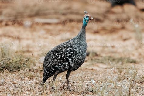 Guinea Fowl South Africa 15398320 Stock Photo At Vecteezy