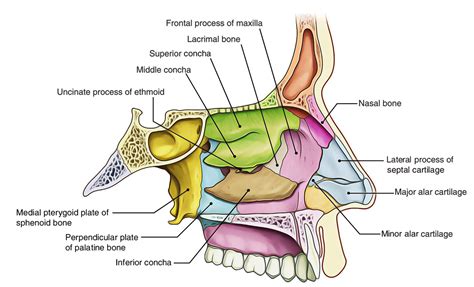 Nose And Nasal Cavity Diagram Sinuses Nose Human Anatomy Sinus