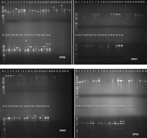 Four Random Amplified Polymorphic Dna Banding Patterns Of 42 Accessions