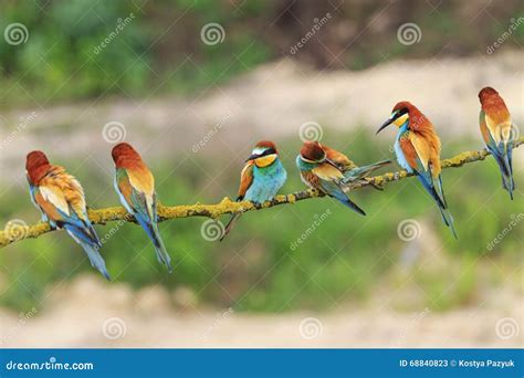 Many Colorful Birds On A Branch Stock Image Image Of Breeding