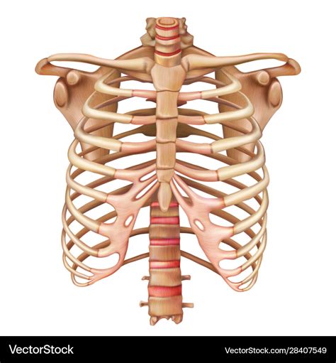 Bone Anatomy Of Ribs Anatomy Of Ribs Anatomy Drawing Diagram