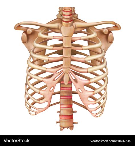 Rib Cage Bone Anatomy Images And Photos Finder