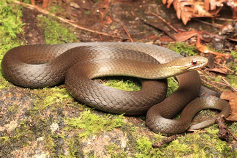 Marsh Snake South East Snake Catcher Gold Coast