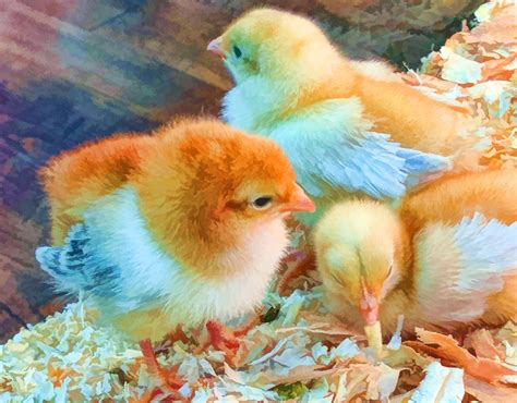 Baby Chicks Free Stock Photo - Public Domain Pictures