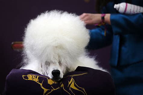 The westminster dog show winner from the year you were born — insider. Westminster Kennel Club Dog Show 2015: Pampered pooches ...