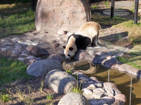 ‘panda Diplomacy A 24 Million Zoo Enclosure Angers Some The New