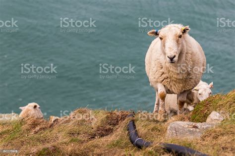 Sheep Climbing Rocks Stock Photo Download Image Now Welsh Mountain